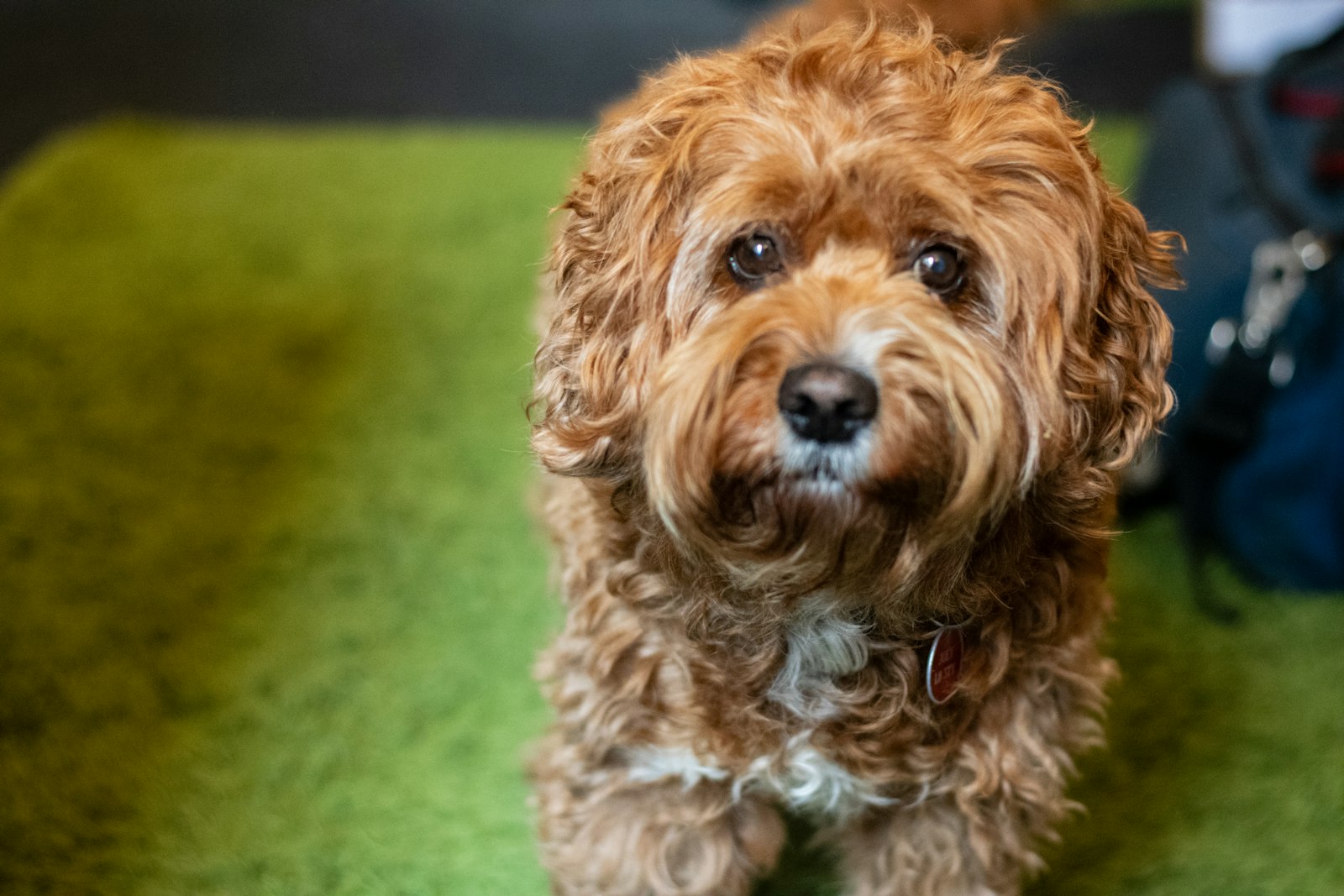 What certifications and licensing should a dog boarding facility have in Castro Valley?